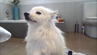 Grooming a Spitz