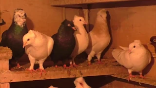 Голуби друзей АРТУРА ФАРМАНЯН !  Армянские бойные голуби ! #pigeons#МИРБОЙНЫХГОЛУБЕЙ#