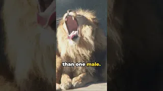 Lion Love  6 Insane Mating Facts 2024. #lion  #lioness #cute  #animalfacts #animalshorts  #pets