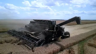 Nexat on Wheat Field