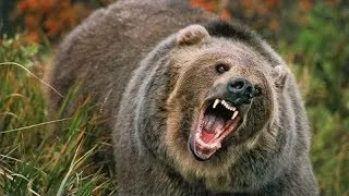 Bear Documentary Animal Planet Wildlife Animals HD National Geographic Documentary 2017