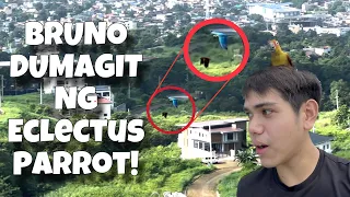 MAMAHALING ECLECTUS DINAGIT NI BRUNO! Free flight conure, macaw, and eclectus parrot! | Murillo Bros