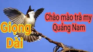 #chaomaotramy  Chào mào trà my quảng nam giọng dài || luyện giọng chào mào trà mi