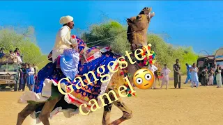 Gangster camel |camel race #camel #camellife #whitecamel #animals