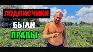 Насекомые и болезни на наших растениях. Цены на овощи. Снова сеем.