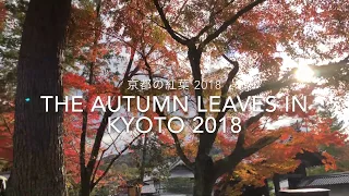 Fall Foliage in Kyoto 🍁Nanzen-ji 南禅寺🍁 紅葉 京都