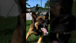 ANGRY DOG GROWLING AND BARKING FREE SOUND EFFECTS