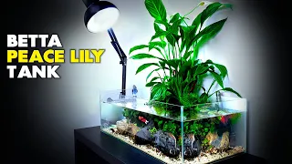 Aquascape Tutorial: Peace Lily Betta Fish Aquarium (How To: Step By Step Planted Tank Guide)