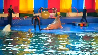 Санкт-Петербургский дельфинарий на Крестовском острове. Часть 7