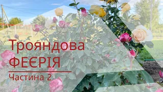 Трояндова феєрія червня. Квітує Україна ч.2