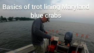 how to Trot line maryland Blue crabs in Chesapeake Bay.