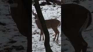 Has this ever happened to you when Bowhunting Big Bucks?  Tell us in the comments!