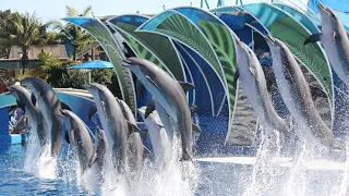 Dolphin Days (Full Show) at SeaWorld San Diego - November 16, 2020