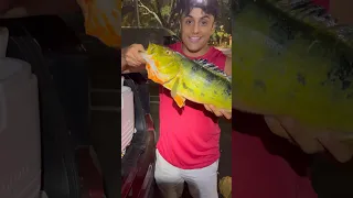 Peacock Bass Catch And Cook