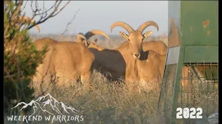 Bowhunting Aoudad | Palo Duro Caynon | West Texas Aoudad