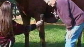 Taking Your Horse's Pulse