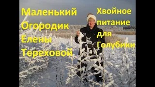 Маленький Огородик Елены Тереховой - Хвойное питание для Голубики