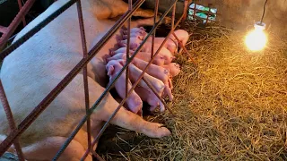 First time midwifery experience on my mommy pig and piglet process after birth