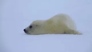 A baby seal is coming! So cute!