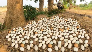 WOW WOW ! Collect a lot of duck eggs under the trees on dry land in the dry season