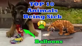 Top 10 Animals Being Sick - Animals Throwing Up Monkeys - Dogs and Cats + more animals