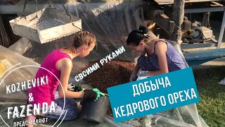 Добыча кедрового ореха на Урале.