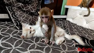 baby monkey 🐵 N cat 🐈 funny video