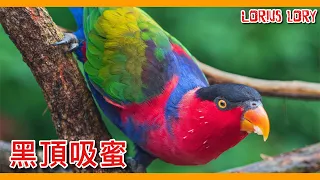 鸚鵡被裝進「寶特瓶」走私？擅長說話的「黑頭乙女」辛酸史！Black-capped Lory【鸚鵡小木屋】【寵物鳥圖鑑EP28】