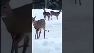 Deer (Buck) shedding his antlers on camera! *Not taken by me*