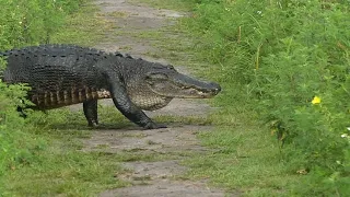 CIRCLE B BAR RESERVE -Gators-Herons-Owls, oh My!