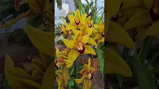 Amazing Orchid Show at San Diego Botanical Garden