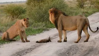 Zwei Löwen nähern sich einem verletzten Fuchs… Danach passiert etwas unerklärliches