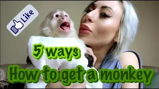 How To Get A Monkey