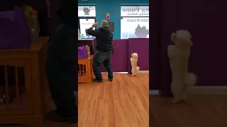 Dog dances to Ice Ice Baby  (check out the video description to learn more😊)