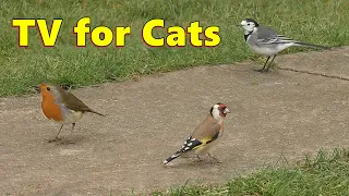 Birds for Cats to Watch on The Garden Path / Cat TV