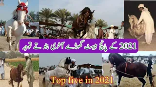 Top five(5) best horse dance in 2021 classical horse dance pakistan