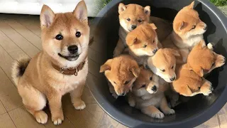 Cutest & Funniest Shiba Inu Puppies  - Funny Puppy Videos 2020