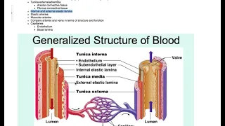 Microscopic structure of blood vessels