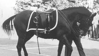 The riderless horse: A JFK icon