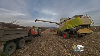 Разделяем длинное поле пополам на комбайне Claas Lexion 580 ,Мтз 82.1 и 2 Камаза!Уборорка подсолнуха