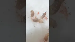 maggots removed from cats leg wound