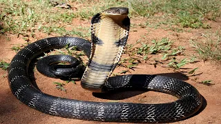 15 MOST Dangerous Reptiles