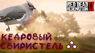 Кедровый свиристель | ВЫСТАВКА ДИКОЙ ПРИРОДЫ | запросы охотника в RDR2