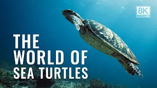 HIDDEN DEPTHS | the Secret Underwater World of Sea Turtles in 8K