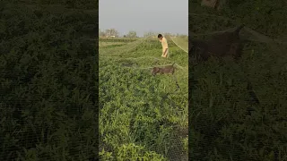 hunting Quail with best pointer dog $$$ batair Ka Shikar $neating Pakistan 2024#shorts