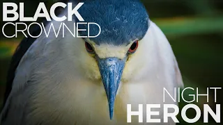 Wildlife Feature | Black-crowned Night-Heron