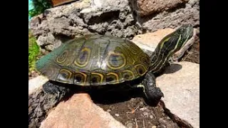 Cuidados básicos de tortuga pavoreal