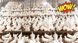 World's Largest Profitable Pigeon Farm | Modern technology in pigeon farming | 4 Million pigeon farm