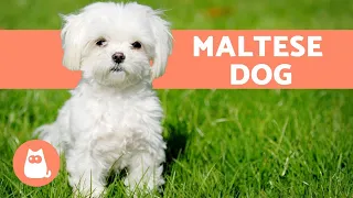 The Maltese Dog - Character, Care and Health