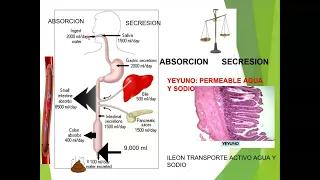 Fisiopatología - Diarreas 1/1